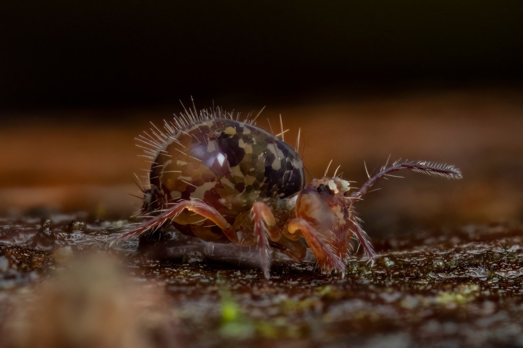 A dark, mottled insect-like springtail standing on a rough wood surface
