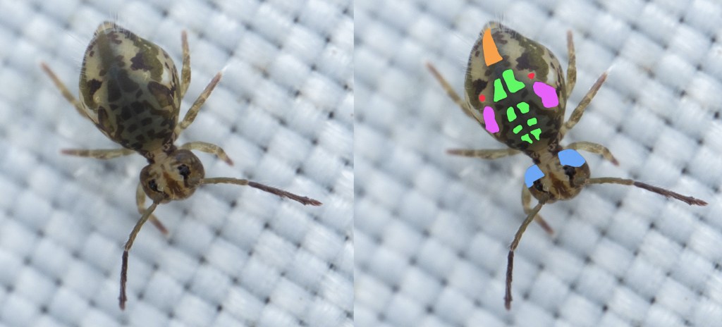 Visually identifying Ptenothrix&nbsp;beta